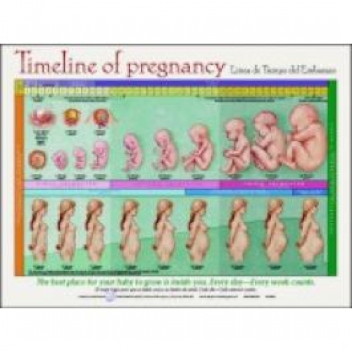 Pregnant Timeline 67
