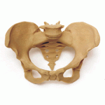 PELVIS & FETAL DOLL PINK