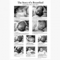 THE STORY OF A BREASTFEED 