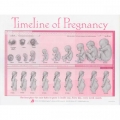 TIMELINE OF PREGNANCY TEAR PAD 