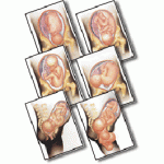 ANATOMY & PHYSIOLOGY CHARTS