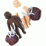 PELVIS & FETAL DOLL PINK