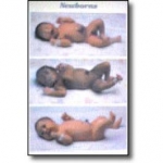NEW BORNS CHART